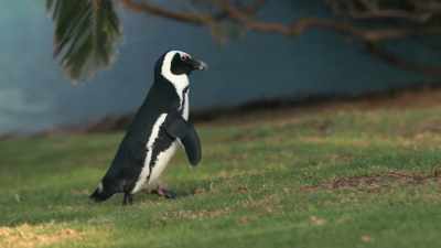 All uphill. - Penguin Town