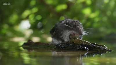 All wildlife is dependent,
to some extent, on freshwater. - Wild Isles