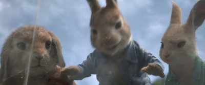 Allergic to blackberries - Peter Rabbit