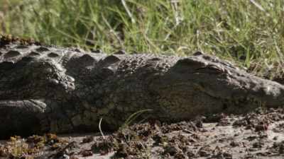 [ Alligator belches ] - When Nature Calls with Helen Mirren