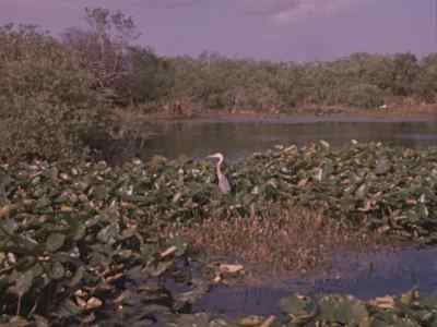 (ALLIGATOR CALLING) - Prowlers of the Everglades