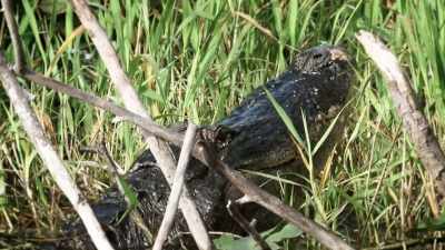 (alligator growl) - United States of Animals