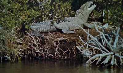 [Alligator Snarls] - Davy Crockett and the River Pirates