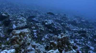Allison: We're pretty
much getting to the reef
break, which is excellent. - Expedition Amelia