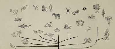 ... and almost every other major groups of plants and animals ... - Is Genesis History?