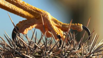 Almost everything here is armed with claws... - Tiny World