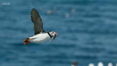 Almost half a million
of these lovable birds - Wild Isles