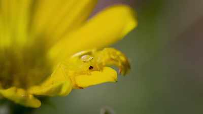 Almost the same colour
as her background, - Attenborough's Life in Colour