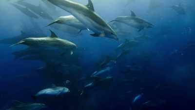 Almost unbelievably,
it seems that these different species - Blue Planet II