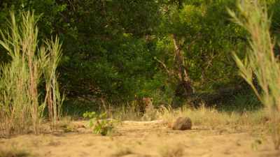 Alone and lost in the wilderness, - Wild Babies