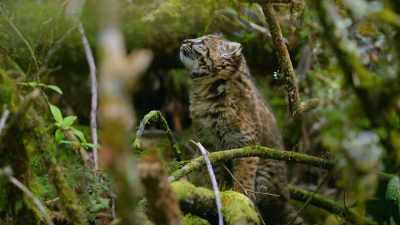 Along with these miniature mammals, - Our Great National Parks