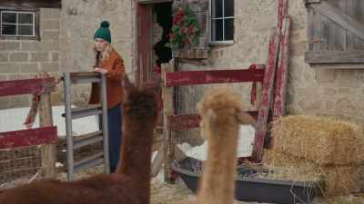 (alpaca hums) - Christmas on the Alpaca Farm