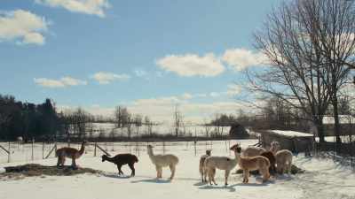 (alpacas humming) - Christmas on the Alpaca Farm