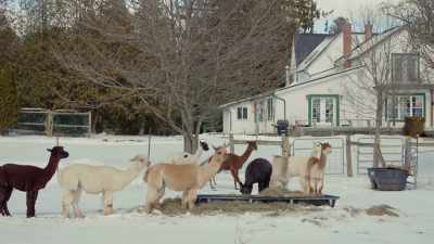 (alpacas humming) - Christmas on the Alpaca Farm