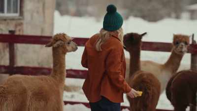 (alpacas humming) - Christmas on the Alpaca Farm