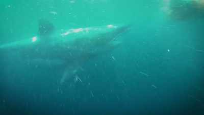 Αλλά οι πελάγιοι καρχαρίες
όπως ο λευκός... - Sharkcano