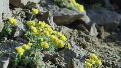 Alpine wildflowers. - Epic Yellowstone