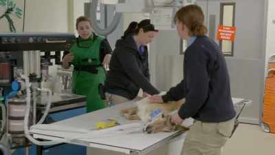 Alright, anyone
who's not gowned up, - Secrets of the Zoo