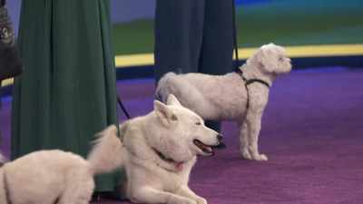 Alright, Bellerina,
please come forward. - 2022 American Rescue Dog Show