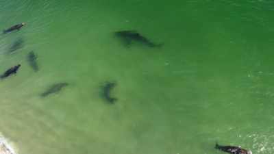 Als het dat te vaak doet,
dan overleeft de haai het niet. - Return of the White Shark