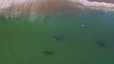 Als ze eten, bijna als een soort dans. - Return of the White Shark