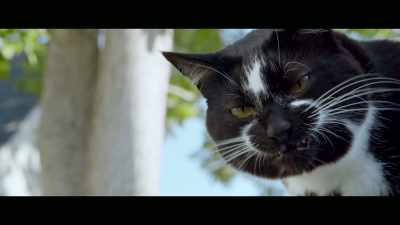 Also, I think that
it's positive. - Cat Daddies