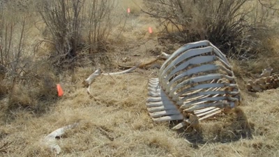 Also in 2020,
at Skinwalker Ranch, - Beyond Skinwalker Ranch