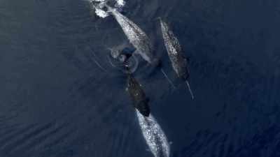 "Also like belugas,
narwhals make a journey..." - Secrets of the Whales