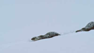 Alternating between
hopping and sliding, - Yellowstone: One-Fifty