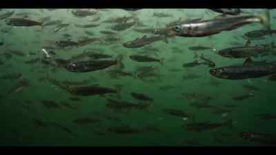 Although enough salmon do escape
to boost numbers in the wild. - Our Oceans