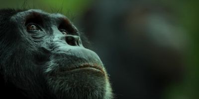 Although neither of them know it... - Chimp Empire