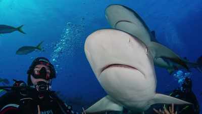 Although sharks are probably safer - Why on Earth