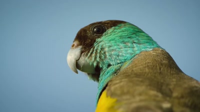 Although shoots are
higher quality than leaves, - A Year on Planet Earth
