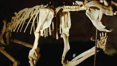 Although similar forces
are at work in both nations, - Modern Dinosaurs