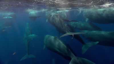 Although some whale
populations are still in decline, - Blue Planet II