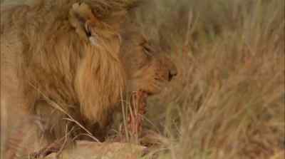 Although the lioness
has made the kill - Africa: The Serengeti