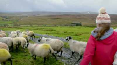 Although there is a tup
still running with them, - Our Yorkshire Farm