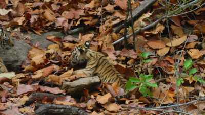 Although even walking
hasn't been completely mastered. - Dynasties