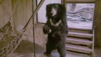 Amanda: All right, bye bears. - Secrets of the Zoo