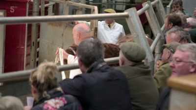 AMANDA LAUGHS - Our Yorkshire Farm