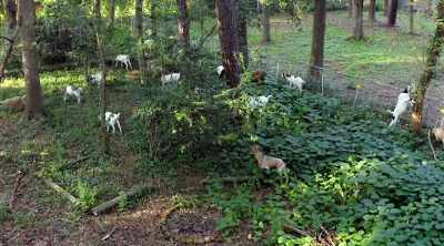 - [Amanda] Yeah
- [Jamila] Hey, goats - Homegrown