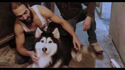 Amer and I decided - Dogs