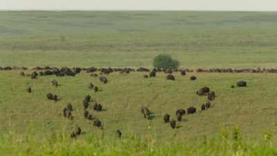 Americans had different motives
for their migrations, - The American Buffalo