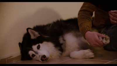 Amer's situation is horrible. - Dogs
