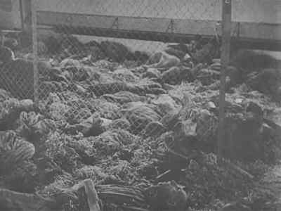 Amid the corpses are human skeletons
too weak to move. - Nazi Concentration Camps