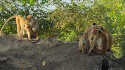 Amma's longing to be included. - Wild Babies
