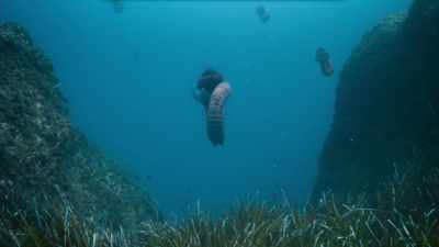 Ammonites have been thriving
in these prehistoric oceans - Prehistoric Planet