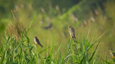 'Amur falcons are usually solitary. - A Year on Planet Earth