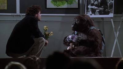 AMY Amy 7 Amy good gorilla - Congo