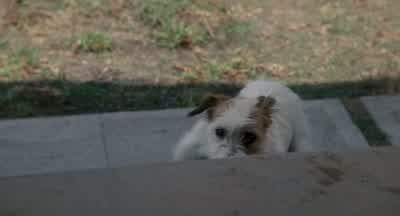 - - - - - - AMY: Nicky! - Honey, I Shrunk the Kids